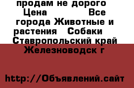 продам не дорого › Цена ­ 10 000 - Все города Животные и растения » Собаки   . Ставропольский край,Железноводск г.